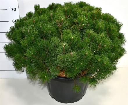 Pinus mugo mugo