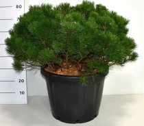 Pinus mugo mugo