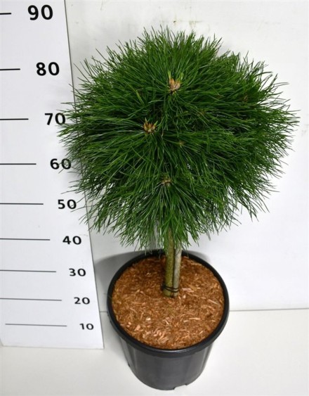 Pinus mugo 'Varella'
