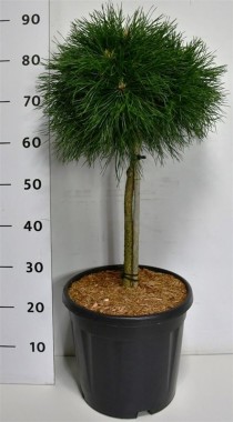Pinus mugo 'Varella'