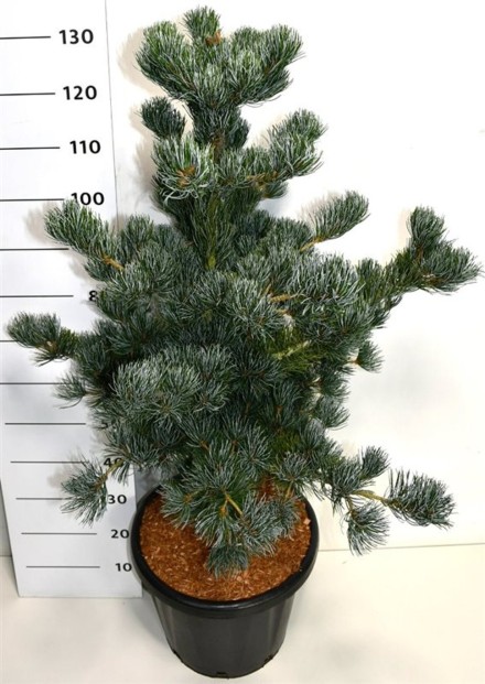 Pinus parv. 'Azumi Goye'