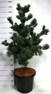 Pinus parv. 'Azumi Goye'