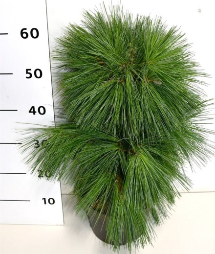 Pinus schwerinii 'Wiethorst'