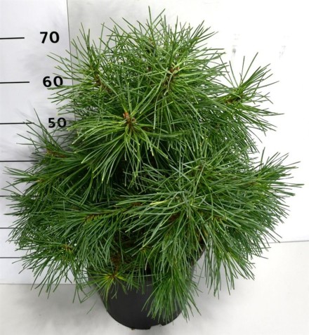 Pinus sylv. 'Aurea'