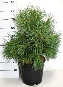 Pinus sylv. 'Aurea'