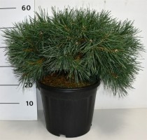 Pinus sylv. 'Repens'