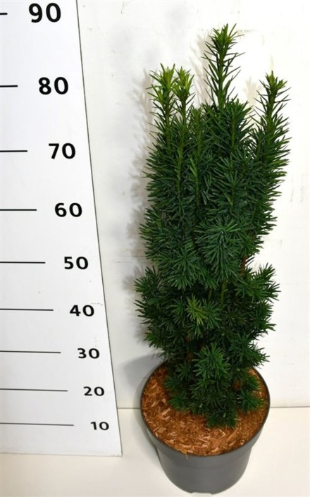 Taxus b. 'Fastigiata Robusta'