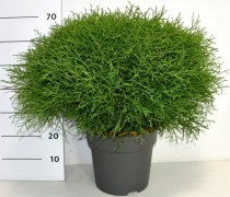 Thuja occ. 'Mr Bowling Ball'