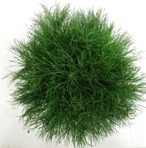 Pinus mugo mugo