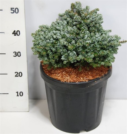Abies k. 'Kohout's Icebreaker'