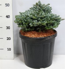 Abies k. 'Kohout's Icebreaker'