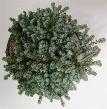 Abies k. 'Kohout's Icebreaker'