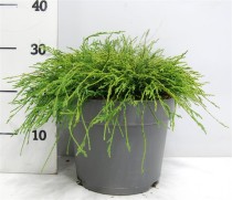 Chamaecyparis p. 'Filifera Nana'
