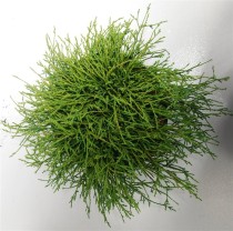 Chamaecyparis p. 'Filifera Nana'