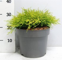 Chamaecyparis p. 'Sungold'