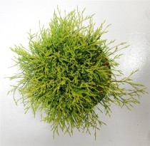 Chamaecyparis p. 'Sungold'
