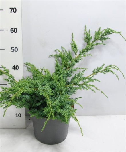 Juniperus chin. 'Blue Alps'