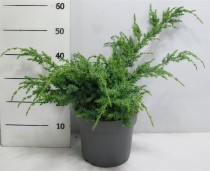 Juniperus chin. 'Blue Alps'