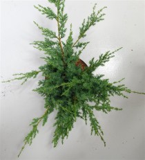 Juniperus chin. 'Blue Alps'