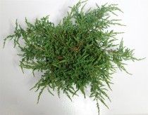Juniperus comm. 'Repanda'