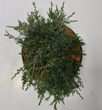 Juniperus hor. 'Icee Blue' ®