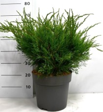Juniperus pfitzeriana 'Mint Julep'