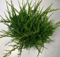 Juniperus pfitzeriana 'Mint Julep'