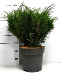 Juniperus sabina