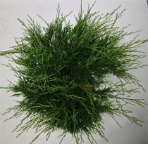 Juniperus sabina