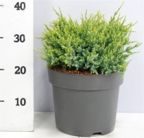 Juniperus squamata 'Holger'