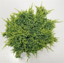 Juniperus squamata 'Holger'