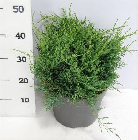 Juniperus virg. 'Grey Owl'
