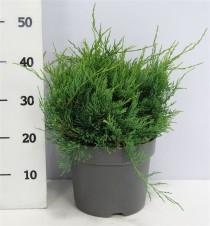 Juniperus virg. 'Grey Owl'