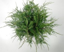 Juniperus virg. 'Grey Owl'
