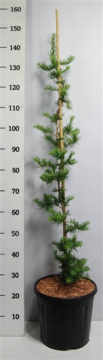 Larix kaempf. 'Diana'