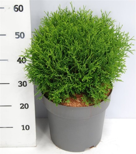 Thuja occ. 'Tiny Tim'