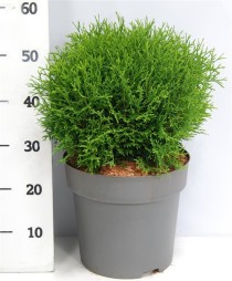 Thuja occ. 'Tiny Tim'