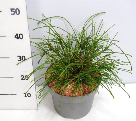 Thuja pl. 'Whipcord'