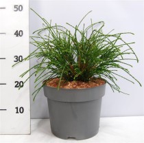 Thuja pl. 'Whipcord'