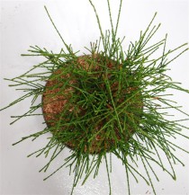 Thuja pl. 'Whipcord'