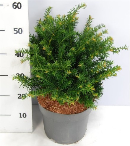 Taxus b. 'Repandens'