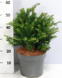 Taxus b. 'Repandens'