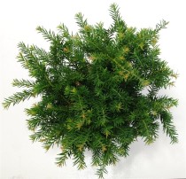 Taxus b. 'Repandens'