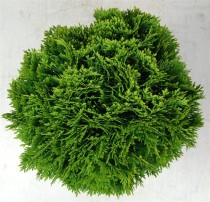 Thuja occ. 'Danica'