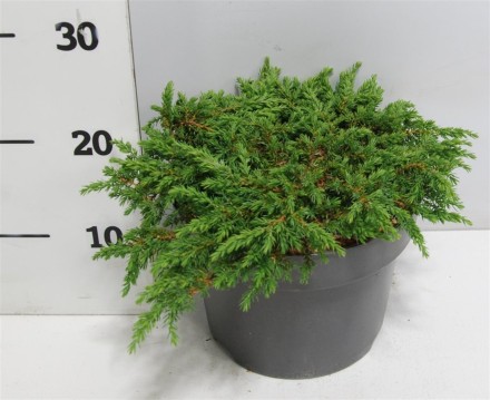 Juniperus comm. 'Green Carpet'