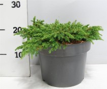 Juniperus comm. 'Green Carpet'