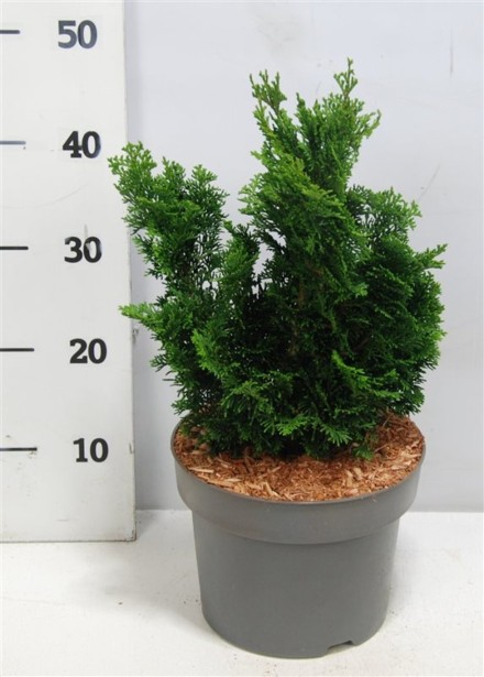 Chamaecyparis o. 'Nana Gracilis'