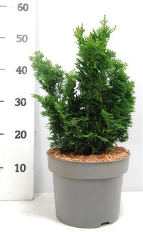 Chamaecyparis o. 'Nana Gracilis'