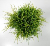 Juniperus pfitzeriana 'Old Gold'