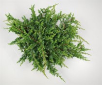 Juniperus conferta 'Schlager'